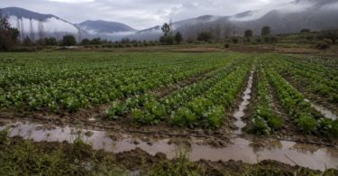 emergencia agrícola