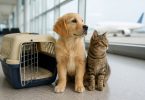 requisitos para ingresar mascotas a Chile