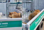 Polémica por Perro