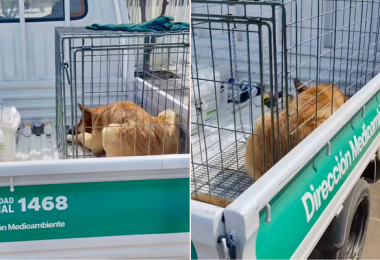 Polémica por Perro