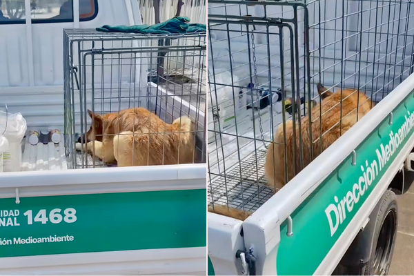 Polémica por Perro